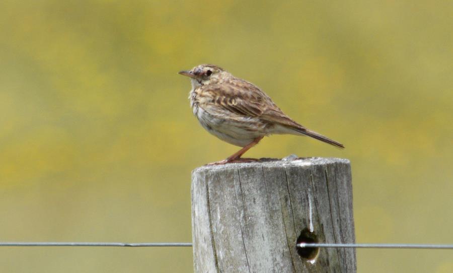 Songlark rufous 2022 0008.JPG